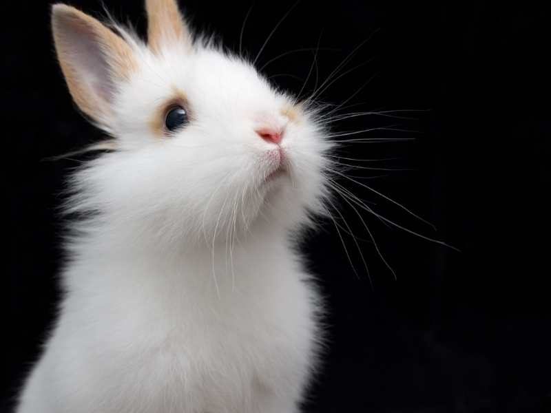 14 White Rabbit Breeds that Make Great Pets - Hutch Advice